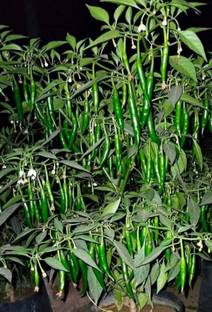granthi Green HOT Pepper Chilli Seed