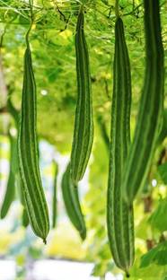 CYBEXIS HUA-82 - Ridge Gourd |Turia Non-GMO - (100 Seeds) Seed