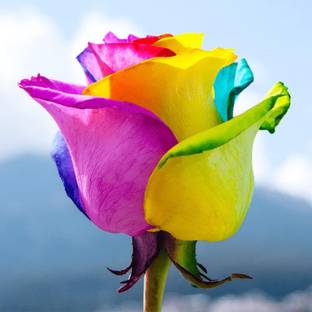 ACMS ITALIAN RAINBOW Flower Seeds Beautiful Flower Home Garden Seed