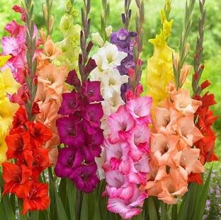 Audbhidhi Gladiolus/sword Lily Flower Bulbs for All Season Flower Bulbs Seed