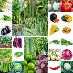 ibains Summer vegetable seeds combo Seed
