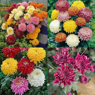 ibains Guldaudi colorful flower seeds pack of 52 Seed