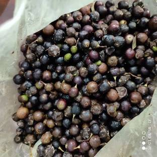 SBGARDEN black curry seeds/curry leaves seed 19 Seed