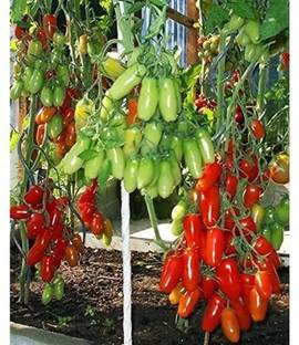 wequality Hybrid Cherry tomato seeds for home plant Seed