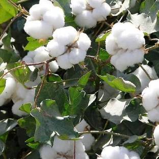 wequality Kapas cotton seeds/Cotton seed 10 Seed