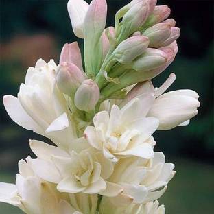 ABN Retail Tube Rose (RAJANIGANDHA) Aromatic Flowers, Guaranteed Double Flower Bulbs 100% GERMINETION (Pack of 5 Bulbs) (ABN Retail) Seed Seed
