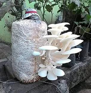 KrishnaNursery ™Oyster Mushroom Spawn Seed