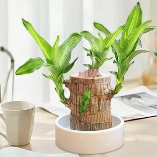 La Classe Lucky Bamboo Straight Stick