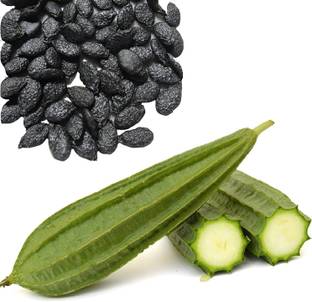 HAMPHU JINGA/SPONG GOURD SEEDS FASTEST GERMINATING BRIDE PAC OF 10 SEEDS Seed