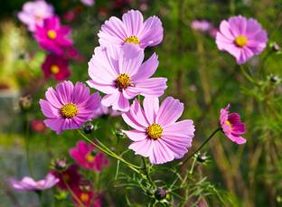 GARDENIFY INDIA PINK COSMOS FLOWER Seed