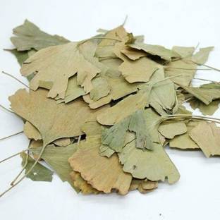 Indias Creation Ginkgo Biloba (Leaves), Maidenhair Tree, Ginko Biloba Seed