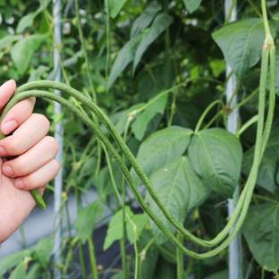 CYBEXIS Yard Long Snake Bean Vegetable Seed200 Seeds Seed