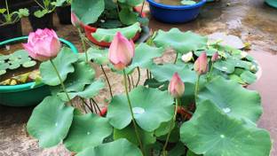 BDSresolve Lotus seeds for planting at home Seed