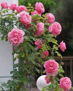CRGO ROSE , GULAAB Seed