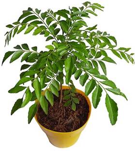 MAA Curry Leaves, Curry Leaf, Kadipatta Seed