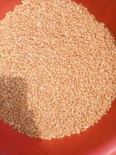 Madhav Pragya Agro Sona Moti Wheat Seed