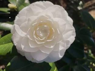 SHYAM All Time Orginal "White Camellia Flower" plant Tree Seed