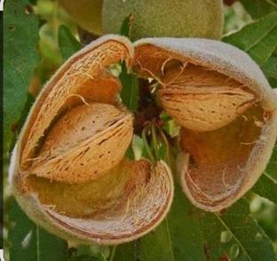 SHYAM Verity Almond/Amygdalus NutLive badam plant Seed