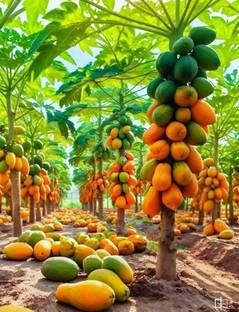 ARPGS taiwan papaya seeds, papaya seeds red lady 786 Taiwan Seed