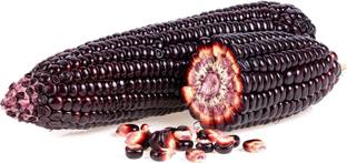 VibeX ® RXI-741 Rare Purple Popcorn Corn Seeds Seed