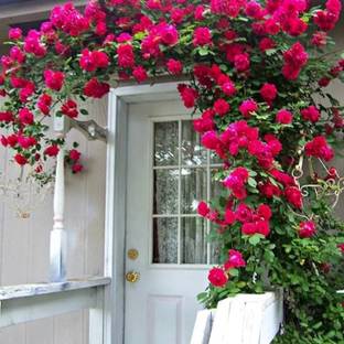 टोयवुआ गुलाब बीज