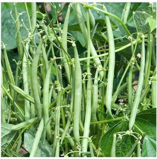 SEMPA Organic French Beans Seed
