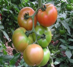 CYBEXIS Tomato Seed