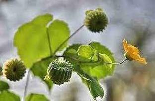SS520 Atibala Seeds Seed