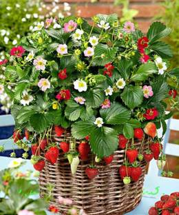 M-Tech Gardens Rare Hybrid Strawberry " Rainbow Treasure " Exotic 30 Seed