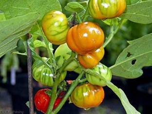 CYBEXIS Brinjal Solanum Aethiopicum Eggplant Vegetable Seeds600 Seeds Seed