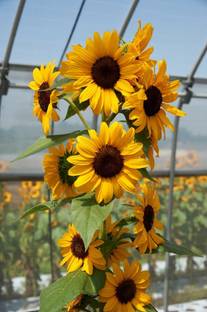 Sunway Sunflower Concert Bell F1
 Surajmukhi Seed
