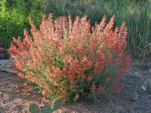 CYBEXIS GBPUT-44 - Tango Hummingbird Mint - (450 Seeds) Seed