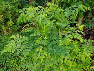 CHILLATAI Sahjan / Saragavo / Shevaga / Moringa Plant Seed