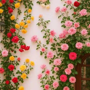manasviseeds Elegant Climbing Rose Flower Seeds Perfect for fences & trellises Seed