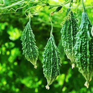 Arshiayat Bitter Gourd Karela Vegetable Korola Seed