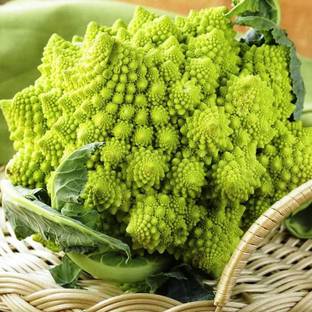 VibeX ® VXI-592 F1 Romanesco Broccoli Seed Seed
