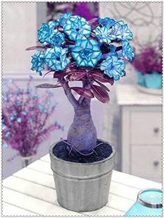 Qualtivate ATS-275 Light Blue Adenium obesum Desert Rose Seeds Seed