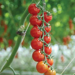 VRAKSHA Tomato Sakura F1 Organic Seed