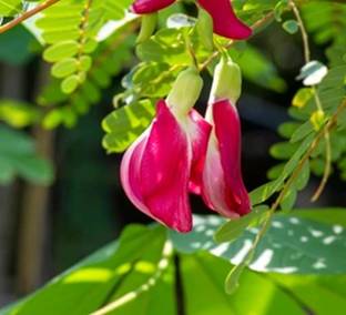 Southside Naturals Sesbania Grandiflora Seeds Seed