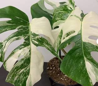Srushtitraders 20 Rare White tiger Variegated Monstera Albo Seeds Seed