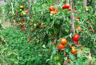 Seedsqlty Cherry tomato seeds for hydroponics, high germination (30 seeds) Seed