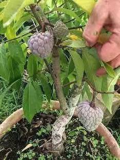 MAA Custard Apple, sitafal, sitaphal Seed