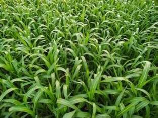 ibains Grass seeds for goat Seed