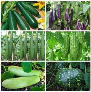 CYBEXIS Summer Season Vegetables Seeds Combo 6 Varieties Seed