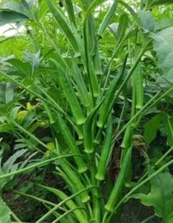 HYBRID 250g, hybrid bhindi/okra seeds highest yield Verity early fruiting dark green Seed