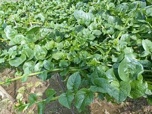 NaturalAgrocare Healthy pui shak seeds (Malabar spinach) Seed