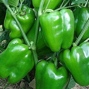 PMA capcicam seed Seed