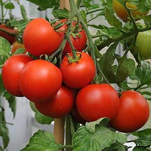 KrishnaSheeds Tomato Seed