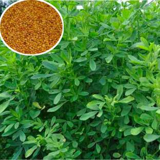 berseem 1kg, Berseem grass seed multi cutting grass Seed