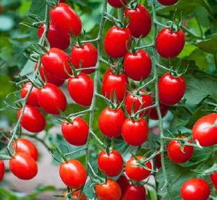 firstbuy Tomato Seed